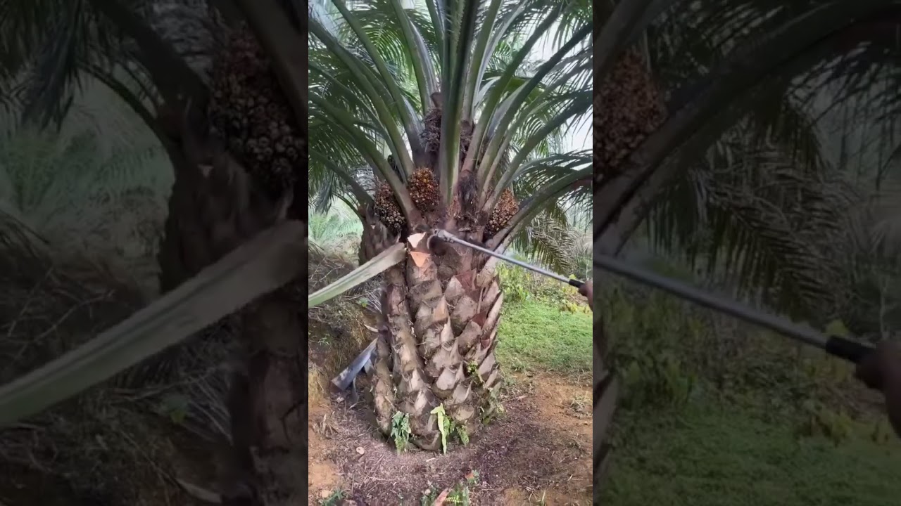 Pupuk Booster Sawit Yang Gacor