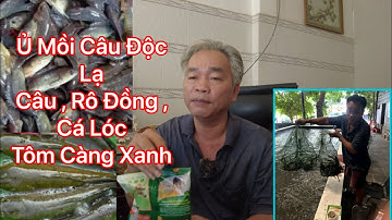 Cách ủ mồi câu cá rô đồng , cá lóc , cá rô đầu vuông độc lạ