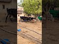 subscribe me #krishnadairyfarm #farming#dairyfarming  #shorts