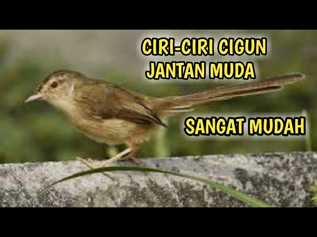 Ciri-ciri burung ciblek gunung/cigun jantan muda class=