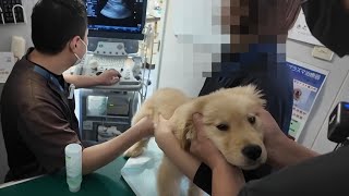 家に来て１ヶ月の子犬。また新たな病気が判明した・・。【Golden Retriever japan】