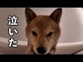 お留守番中に起きていたこと…【富の本音】