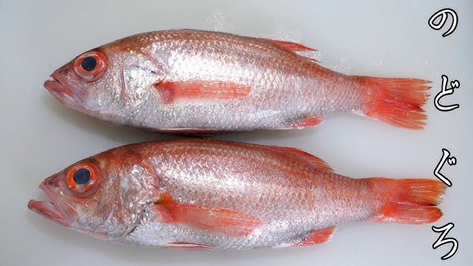 1匹数万円 全身あぶらまみれの幻の高級魚のさばき方 食べ方はこちらです 巨大キンキ Youtube 1匹数万円 全身あぶらまみれの幻の高級魚のさばき方 食べ方はこちらです 巨大キンキ Youtube