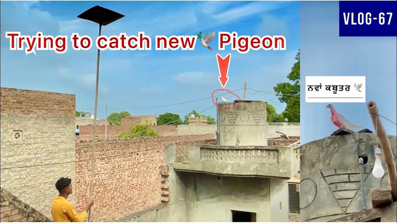 Trying to catch new🕊️pigeon at old(new)home🏠|| ਆਪੇ ਹੀ ਆ ਗਿਆ😅|| ਦੇਖੋ ਸਾਰੀ video
