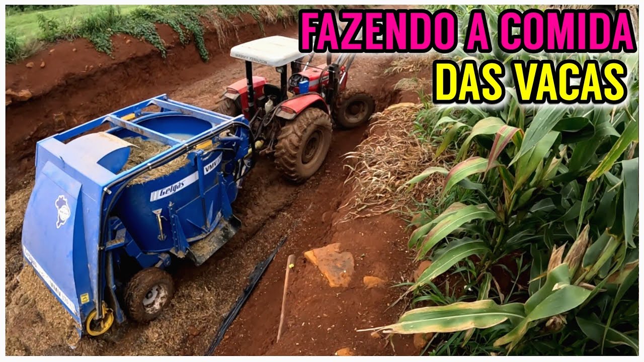 Veja como faço a comida das vacas leiteiras com a DESENCILADEIRA GELGÁS 370 (PARTE 2)