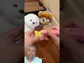 chocolate eating #cartoon #funny