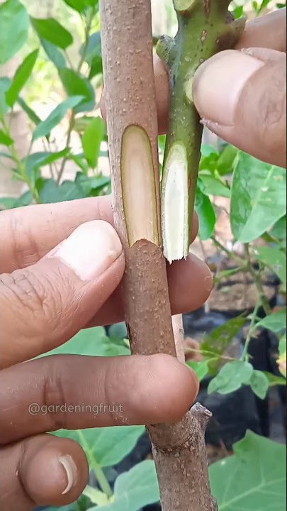 mango grafting techniques & feeding seedlings EP535 #satisfying #short