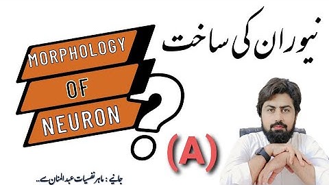 The Amazing Morphology of Neurons (A) : A Visual Tour of Their Structure and Function #neuron  #BNS