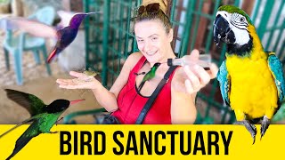 Bird Sanctuary. Doctor Bird. Jamaica Video Guide.