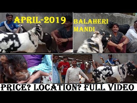 #naturephotoday Balaheri Mandi PART-4|Balahari Goat Purchase|Bigest Mandi India|Kolkata Exotic Goat Farm