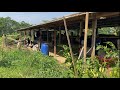 KANDANG TENGAH SAWAH MAMPU MENCETAK ADG DI ATAS RATA2 keuntungan /bulan 3jt lebih