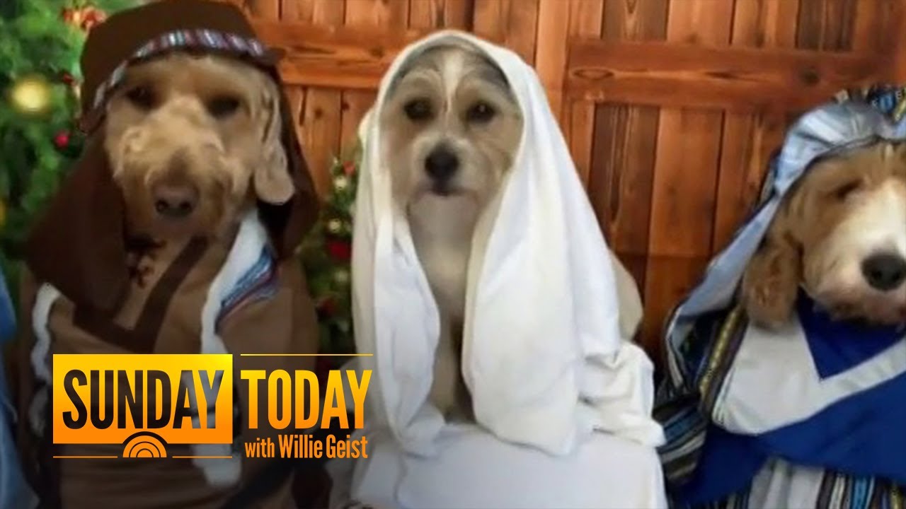 Video Dogs Recreate Nativity Scene At Doggy Daycare YouTube