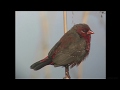 ベニスズメ(1)外来種(北本自然観察公園ほか) - Red Avadavat - Wild Bird - 野鳥 動画図鑑
