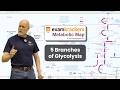 5 Branches of Glycolysis - 1 Minute Metabolism