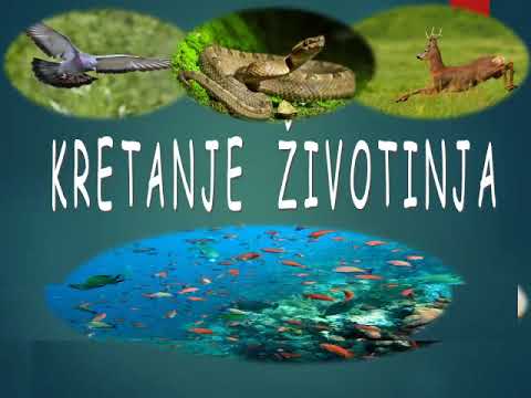 Video: Kretanje Ivica