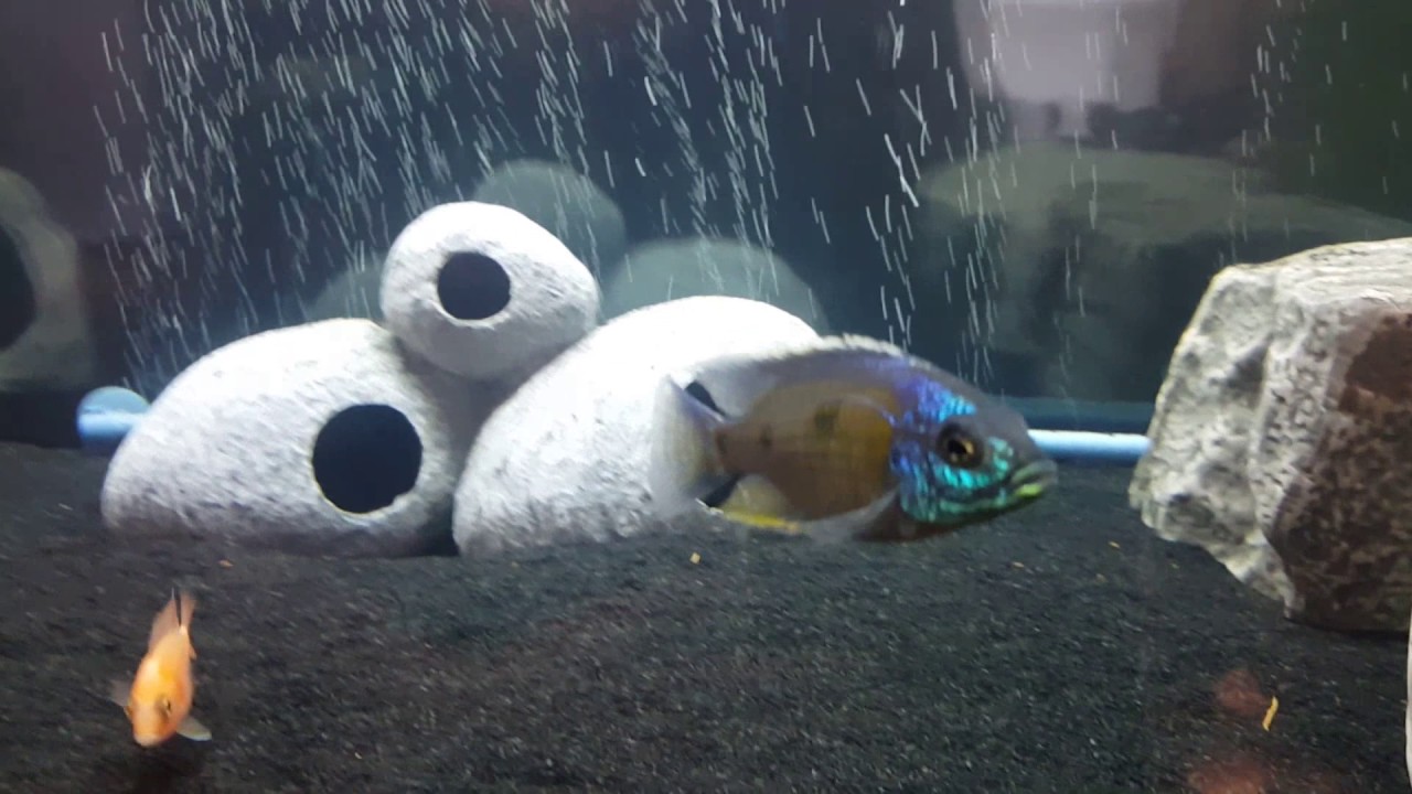 How to enhance the color of aquarium fish YouTube