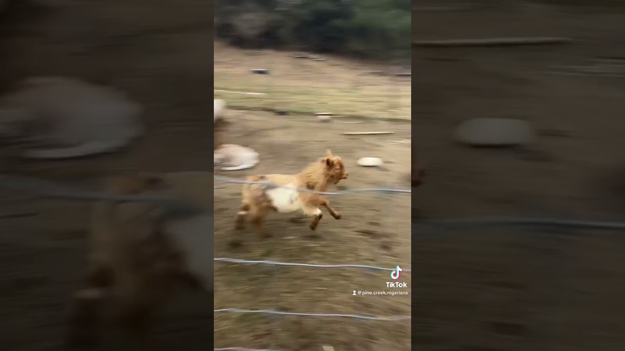 The goats way of doing parkour