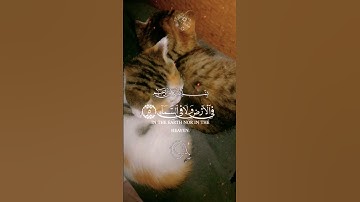 ماتيسر من سورة ( آل عمران)إن الله لايخفى عليه شيء في الأرض ولا في السماء#قطط صغيرة 😍عبد الرحمن مسعد#