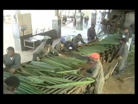 Video: Sisal Agave Tai Sisal