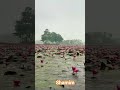 #flowers প্রাণ জুড়িয়ে যায় শাপলা ফুলের  বাহার #vlogwithsohelvillagelifestyleinbangladeshbeautiful