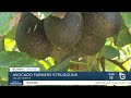 Valley Center avocado farmer struggles as imports flood market