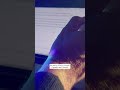 OpenAI stoppt neues KI-Modell wegen Sicherheitsbedenken