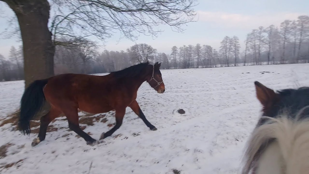Spokojny teren z dwoma końmi | Luka pełna energii 