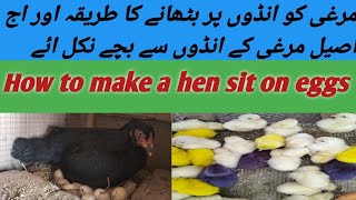 اصیل مرغی کونڈوں پہ بٹھا دیا اور اس کے بچے بھی نکل ائےHow to make a hen sit on eggs