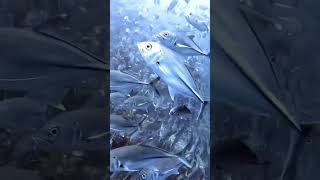 Scuba Diving Barracuda Point In Sipadan shorts shortsyoutube scubadiving sipadan jackfish