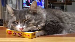 フルーチェを下敷きにする猫 ノルウェージャンフォレストキャットcat that makes sweets underlay.Norwegian Forest Cat.