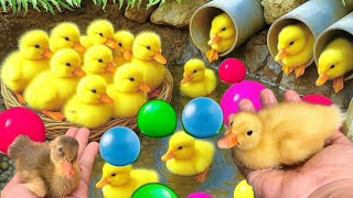 Download Lagu Mencari bebek lucu, Bebek berenang, menangkap bebek angsa, Duck,ikan, dan ayam warna warni... MP3
