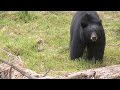 Black Bears - Yosemite Nature Notes - Episode 26