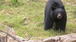 Black Bears - Yosemite Nature Notes - Episode 26