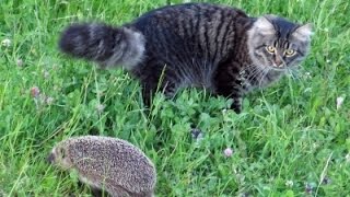 Funny Hedgehog Videos | Hedgehogs Meeting Cats Compilation | Cute Animals Funny Hedgehog Videos | Hedgehogs Meeting Cats Compilation | Cute Animals