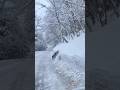 命の危険を感じた⚠️白馬の大雪に埋もれたイノシシの群れが車に体当たしてきた🐗