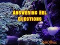 Answering Questions About Eels In A Reef Tank | Subscriber Q@A