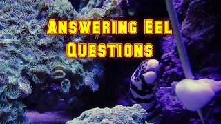 Answering Questions About Eels In A Reef Tank Subscriber Q