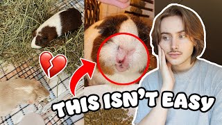 VLOG: VISION IS NO LONGER WITH THE HERD | GUINEA PIG BOND BREAKING