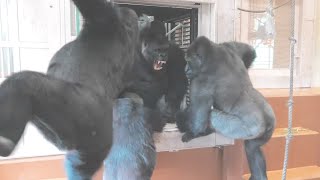 A Mother and Her Daughter Protecting Their Son / Shabani Group