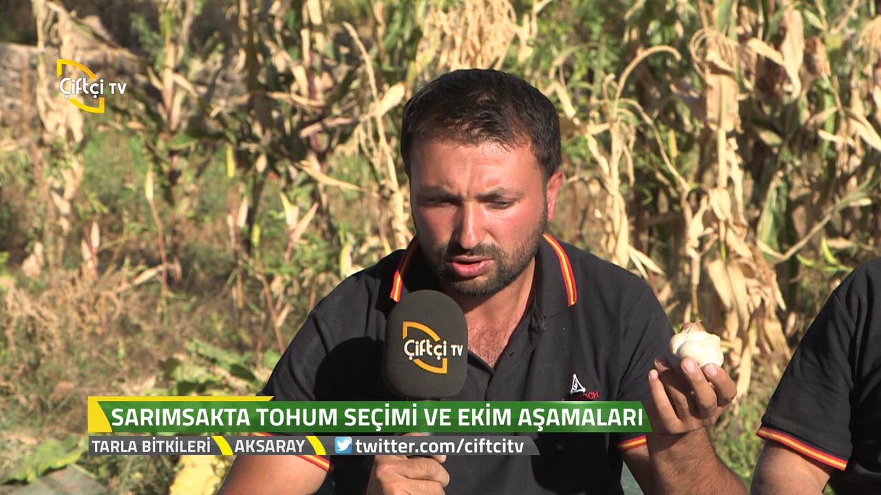 Tarla Bitkileri - Sarımsakta Tohum Seçimi Ve Ekim Aşamaları Hakkında Bilgiler.