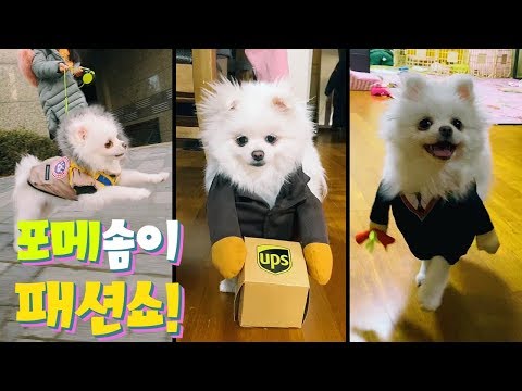포메 솜이 패션쇼~!! 제일 어울리는 옷은?? (포메, 포메라니안,Pomeranian vlog)