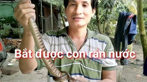 Bắt được con rắn nước hung dữ