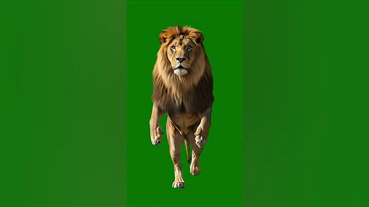Lion Walking on two legs Green Screen Effect #animals #lion #greenscreen #chromakey #vfx #king