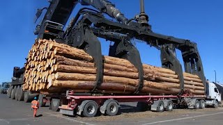 Dangerous Idiots Fastest Chainsaw Tree Felling, Biggest Heavy Logging Wood Truck Operator Skills
