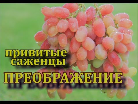 Video: Bazhena - grapes with amazing qualities