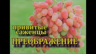 Виноград Преображение  (Grape Preobrazheniye, huge bunches)