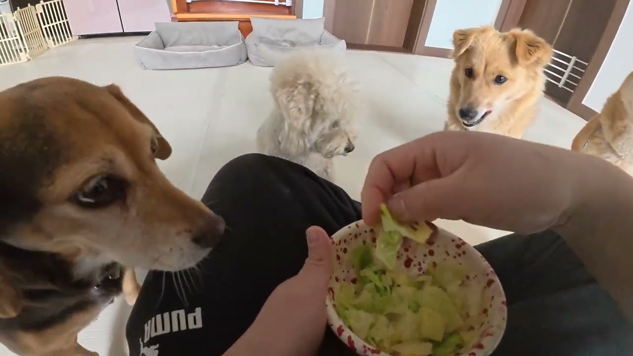 삶은 양배추 먹방