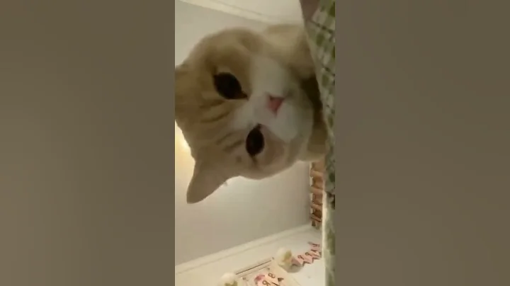 Video 11406711: cats compilation cute animals, cat funny animals compilation, baby cats