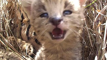 「ダーウィンが来た！」人気自然番組が初の映画化ですぞ！　「劇場版 ダーウィンが来た！アフリカ新伝説」予告編が公開