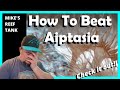 How to Beat Aiptasia in Your Reef Tank
